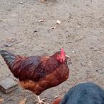 Kippen en hanen, Dieren en Toebehoren, Pluimvee, Meerdere dieren, Kip