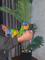 Lori van de Blauwe bergen 2stuks ..hand tam!!, Dieren en Toebehoren, Vogels | Parkieten en Papegaaien, Vrouwelijk, Papegaai, Tam