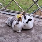 Lief konijnenkoppel ex-rammen zoekt thuis (9 maanden), Mannelijk, Klein, 0 tot 2 jaar
