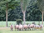 Kerry Hill rammen, Dieren en Toebehoren, Mannelijk, Schaap, 0 tot 2 jaar