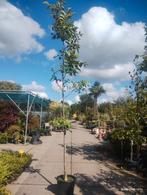 Juglans regia, walnoot, Ophalen, Volle zon, Overige soorten