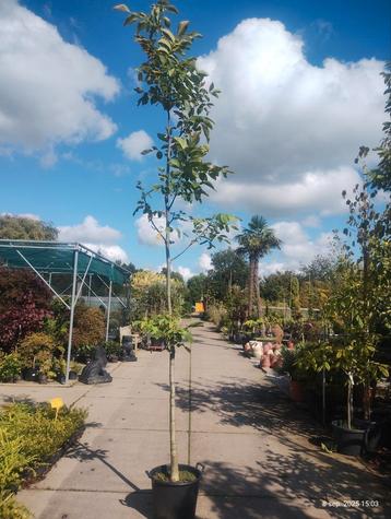 Juglans regia, walnoot beschikbaar voor biedingen