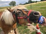 Pensionstalling met weide, Dieren en Toebehoren, Weidegang, 1 paard of pony