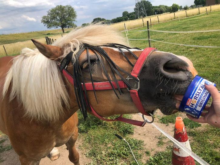 Pensionstalling met weide, Dieren en Toebehoren, Stalling en Weidegang, Stalling, Weidegang, Toebehoren, 1 paard of pony