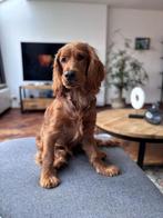 Raszuivere gouden Cocker Spaniel reu (1 jr) dekking, Dieren en Toebehoren, Reu, CDV (hondenziekte), 1 tot 2 jaar, Eén hond