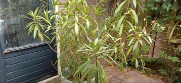 witbloeiende oleander beschikbaar voor biedingen