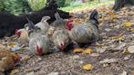 Spoed! Huis gezocht voor 9 hanen, Dieren en Toebehoren, Mannelijk, Kip