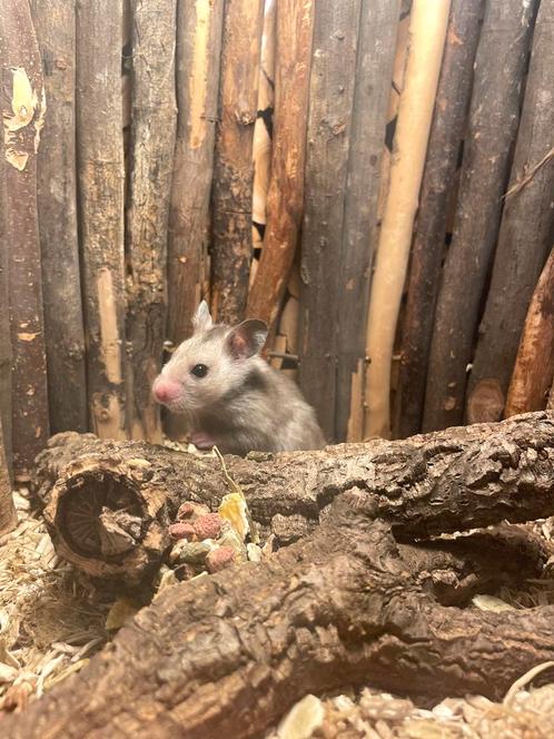 jonge tamme goudhamster mannetjes, Dieren en Toebehoren, Knaagdieren, Meerdere dieren, Hamster, Na 1 juli 2024, Tam