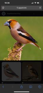 Gezocht koppel appelvinken in overijssel!!, Dieren en Toebehoren, Meerdere dieren, Wildzangvogel, Geringd