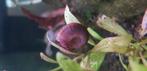 Posthoornslak 1,- voor 10st, Slak of Weekdier