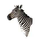 Prachtige zebra trofee te koop!!!, Ophalen of Verzenden, Nieuw, Wild dier, Opgezet dier