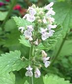 Nepeta Cataria | Echte Kattenkruid | P9 | Chemievrij, Overige soorten, Volle zon, Vaste plant, Ophalen of Verzenden