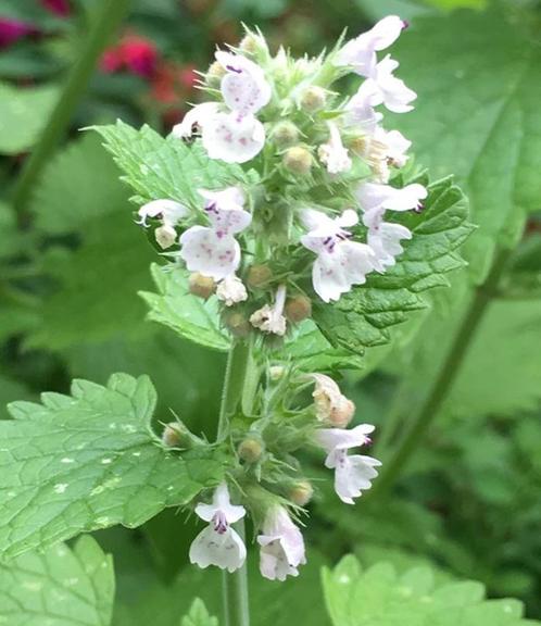 Nepeta Cataria | Echte Kattenkruid | P9 | Chemievrij, Tuin en Terras, Planten | Tuinplanten, Vaste plant, Overige soorten, Volle zon