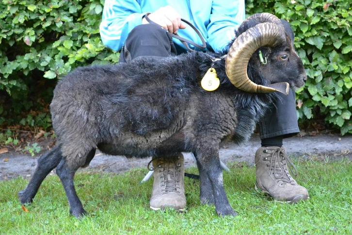 Ouessant stamboek rammetjes te huur, Dieren en Toebehoren, Schapen, Geiten en Varkens, Schaap, Mannelijk