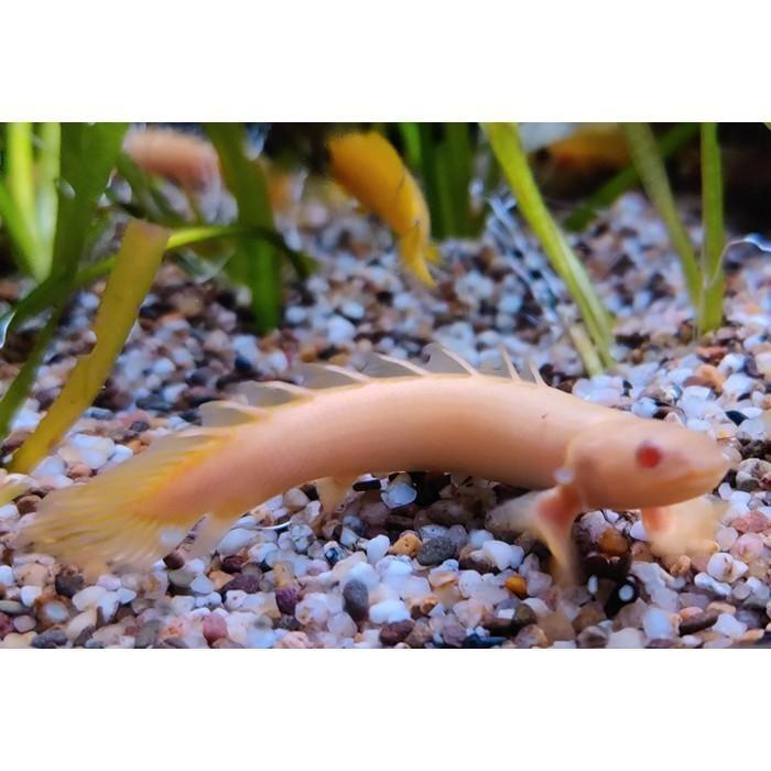 Polypterus senegalensis, Dieren en Toebehoren, Vissen | Aquariumvissen, Vis