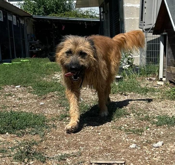 Waar mag deze goedzak Jethro komen wonen?, Dieren en Toebehoren, Honden | Niet-rashonden, Middel, Reu, Particulier, Eén hond, Buitenland
