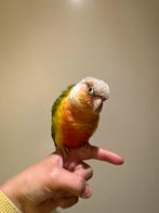 Twee jonge Pyrrhura’s, Dieren en Toebehoren, Vrouwelijk, Dwergpapegaai of Agapornis, Tam