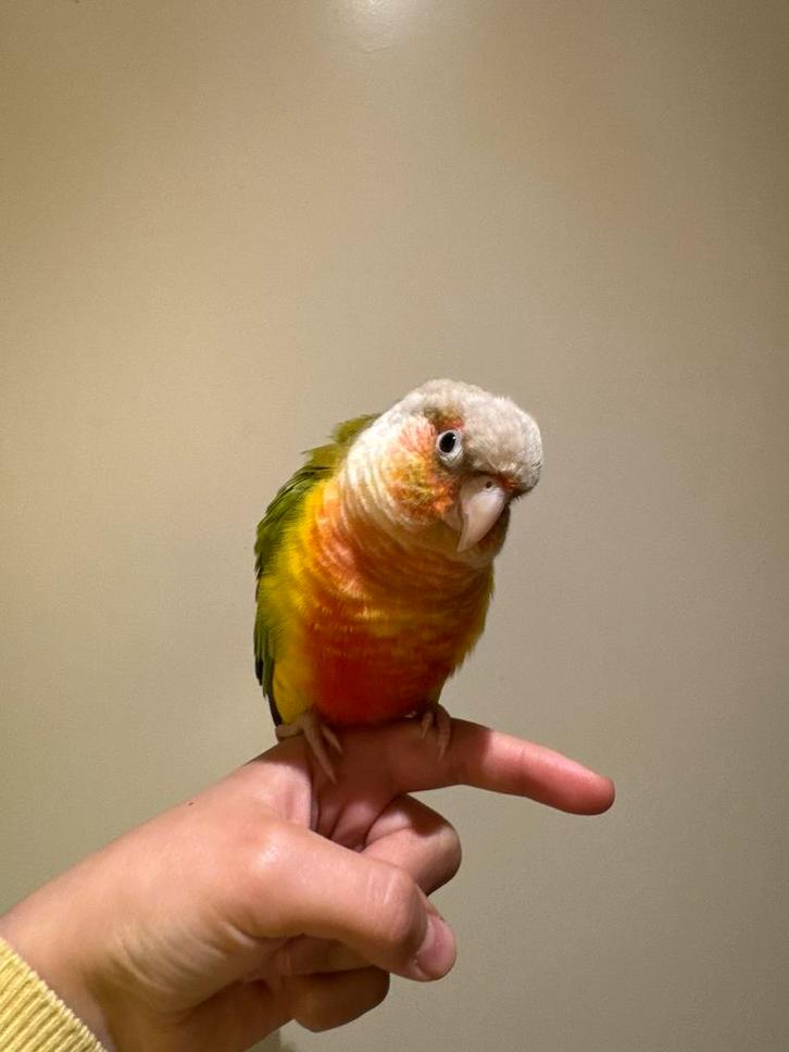 Twee jonge Pyrrhura’s, Dieren en Toebehoren, Vogels | Parkieten en Papegaaien, Dwergpapegaai of Agapornis, Vrouwelijk, Tam
