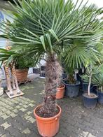 Winterharde waaierpalm trachycarpus fortunei 90cm stamhoogte, Tuin en Terras, Planten | Bomen, 100 tot 250 cm, Palmboom, Ophalen