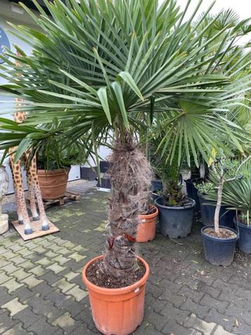 Winterharde waaierpalm trachycarpus fortunei 90cm stamhoogte beschikbaar voor biedingen