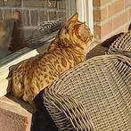 BENGAAL KITTENS, Dieren en Toebehoren, Katten en Kittens | Raskatten | Korthaar