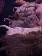 Amerikaanse Bully XL beide ouders kampioen, Dieren en Toebehoren, Honden | Bulldogs, Pinschers en Molossers, Rabiës (hondsdolheid)