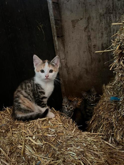 Lieve boerderij kittens te koop, Dieren en Toebehoren, Katten en Kittens | Overige Katten, Kortharig, Meerdere dieren, 0 tot 2 jaar
