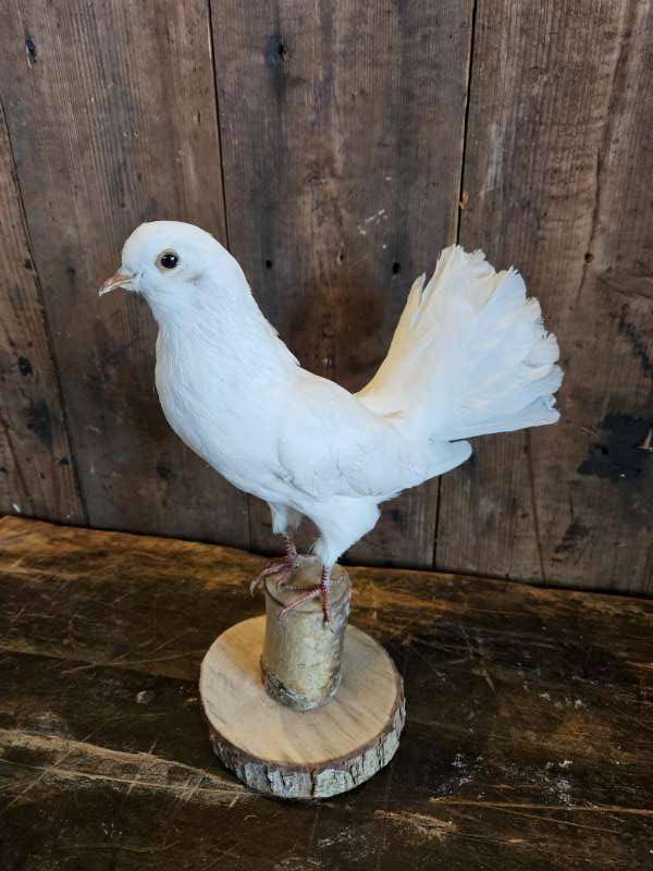 opgezette duif ``WOONWINKEL RUSTIEK``, Ophalen of Verzenden, Nieuw, Vogel, Opgezet dier