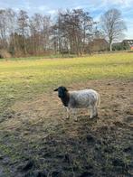 Dorper ram, Mannelijk, Schaap