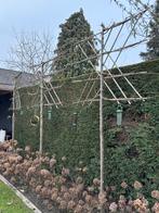 Leilinde bomen 3 stuks, Ophalen of Verzenden, Volle zon, Overige soorten