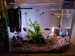 Aquarium 40 liter met vissen, Dieren en Toebehoren, Ophalen of Verzenden, Zo goed als nieuw, Gevuld zoetwateraquarium