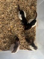 Nog 4 vrouwen ratten ratjes beschikbaar 14 weken €6, Dieren en Toebehoren, Knaagdieren, Rat, Vrouwelijk, Mei, Tam
