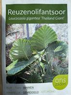 Reuzenolifantsoor (leucocasia Gigantea Thailand Giant), Tuin en Terras, Vaste plant, Halfschaduw, Zomer, Ophalen