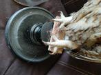 Opgezette uil taxidermie, Verzamelen, Dierenverzamelingen, Verzenden, Zo goed als nieuw, Vogel, Opgezet dier