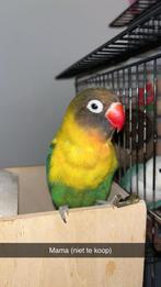 Twee lieve jonge agapornissen, Dieren en Toebehoren, Vogels | Parkieten en Papegaaien, Geslacht onbekend, Dwergpapegaai of Agapornis