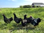 Barnevelder krielkippen zilver gezoomd hen gesekst + ingeënt, Vrouwelijk, Kip