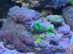 35 cm Grote steen + 3 soorten sterpoliep en rhodactis groen, Overige typen