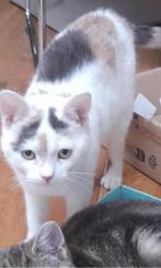 Poesje Donna vermist in Zeist,, Dieren en Toebehoren, Kat