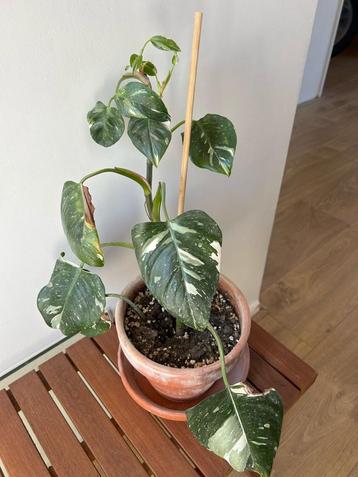 Philodendron White Princess beschikbaar voor biedingen