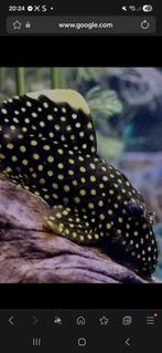 L018 golden nugget  gezocht, Vis