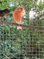 kanaries, Dieren en Toebehoren, Vogels | Kanaries, Meerdere dieren, Kleurkanarie