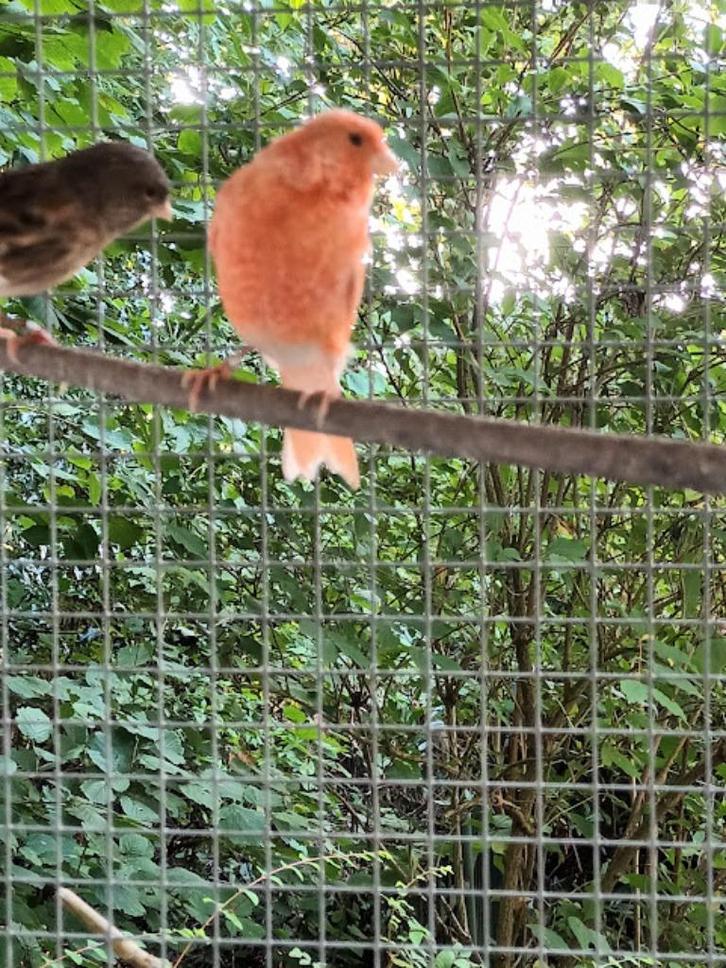 kanaries, Dieren en Toebehoren, Vogels | Kanaries, Kleurkanarie, Meerdere dieren