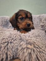 Bomer pups, Dieren en Toebehoren, Rabiës (hondsdolheid), Overige rassen, 8 tot 15 weken, Meerdere