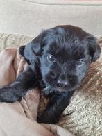 Jackpoo reutje, Dieren en Toebehoren, Honden | Chihuahua's en Gezelschapshonden, Poedel, Rabiës (hondsdolheid), Reu, 8 tot 15 weken