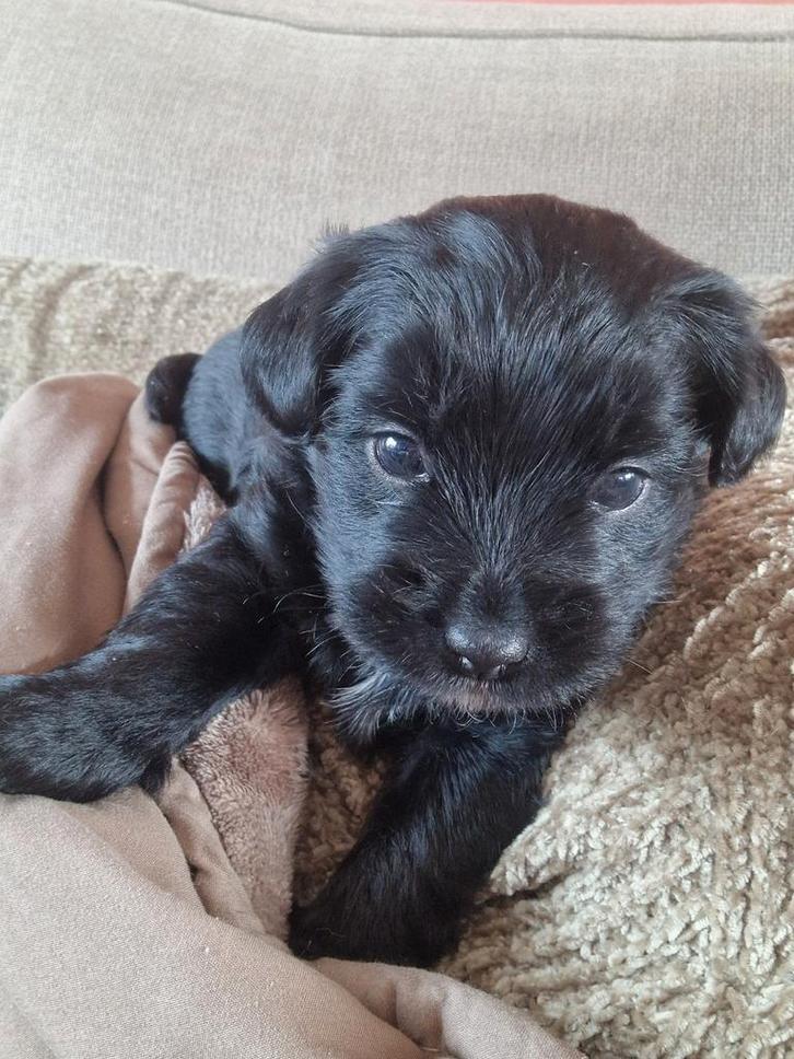 Jackpoo reutje, Dieren en Toebehoren, Honden | Chihuahua's en Gezelschapshonden, Reu, Poedel, Particulier, Eén hond, Nederland