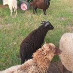 Ouessant ramlam ruilen of tegen kleine vergoeding, Dieren en Toebehoren, Schapen, Geiten en Varkens, Mannelijk, Schaap, 0 tot 2 jaar