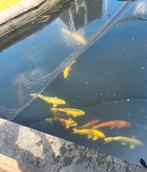 Koi / karper / vissen, Dieren en Toebehoren, Vissen | Vijvervissen, Karper of Koi