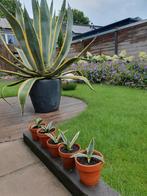 Agave stekken ( aanbieding), Ophalen, Bloeit niet, Overige soorten, Volle zon