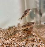 Corydora Paleatus, Ophalen of Verzenden
