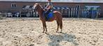 Pony te koop gevraagd, Dieren en Toebehoren, Pony's, Merrie, Recreatiepony